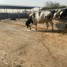 استخدام کارگر (چوپان) دامداری