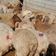 گوسفند بردار