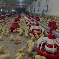 انواع نژاد جوجه گوشتی