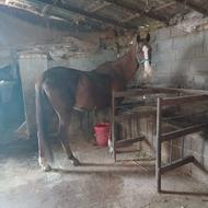 مادیون دوخون درشت