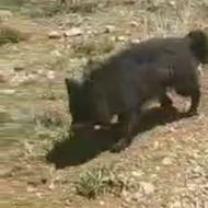 واگذاری سگ ژرمن بلک نر