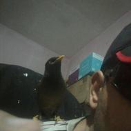 مینا هشت ماهه نر دستی دستی