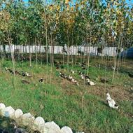 فروش نهال صنوبر