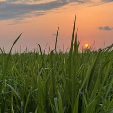 فروش زمین کشاورزی 5100 متر در هلی باغ