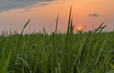 فروش زمین کشاورزی 5100 متر در هلی باغ