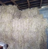 70 عدد بسته بزرگ کلوش