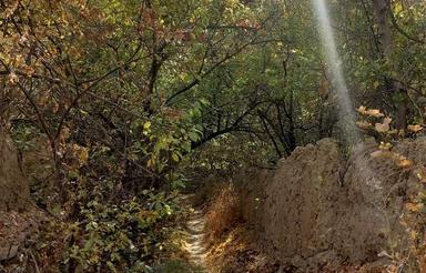 فروش 2000 متر زمین کشاوزی مناسب برای گلخانه