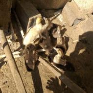 فروش اردک اسرائیلی 7 و 2 ماهه همه یکجا نروماده باهم