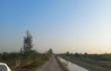 باغچه نارنگی ژاپنی پنبه چوله