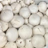 قارچ درجه یک توپر بصورت کیلویی و عمده