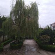 هرس کاج درختان زینتی باغچه سم پاشی خارک ریزی کود دهی