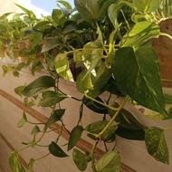 گلهای آپارتمانی