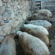 فروش گوسفند داشتی با 7 رأس بره 30 کیلویی