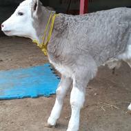 گوساله های جنس اصیل