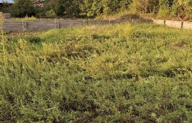 فروش زمین مسکونی 280 متر در شیرگاه 