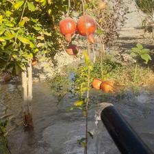 فروش باغ 7 ساله با درختان بارده