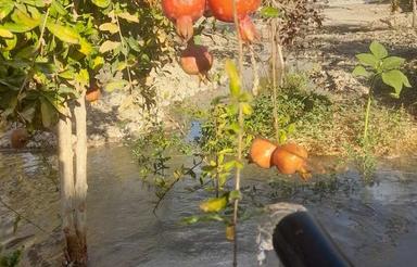 فروش باغ 7 ساله با درختان بارده