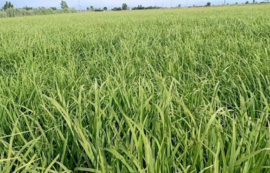 فروش 3000متر شالیزار