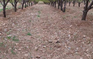 فروش یک قطعه باغ