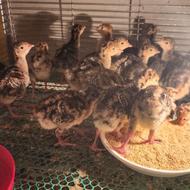 جوجه بوقلمون برنز و بوربون