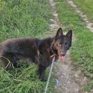 ژرمن شپرد بلک واگذاری