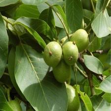 باغ گردو .دارای 15 اصله گردو و بادام