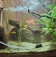 واگذاری گیاه و ماهی آکواریوم