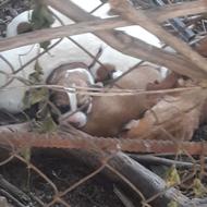 توله سگ پدرش ژرمن شپرت