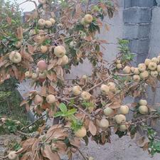 1000 متر خانه باغ فروشی