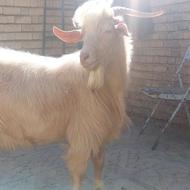 فروش بزعاله های نر پاکستانی