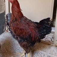 مرغ و خروس گلین