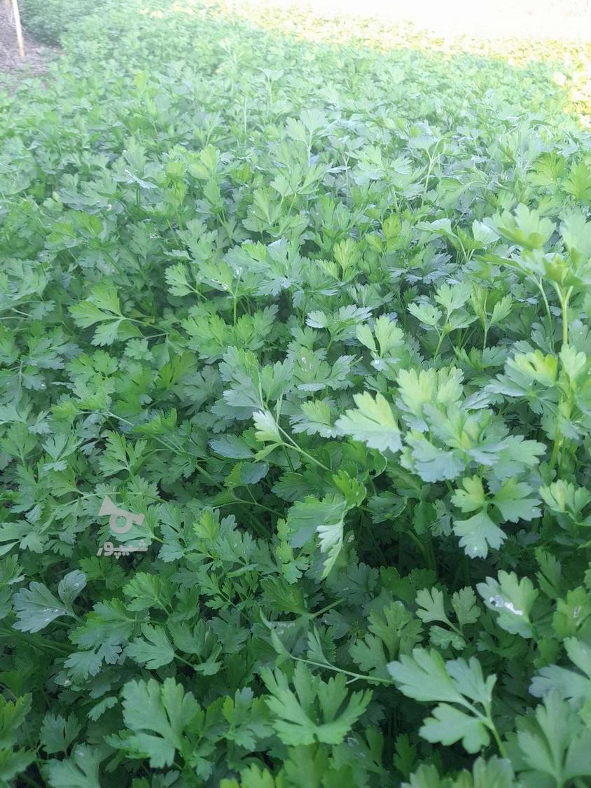 فروش جعفری عالی با قیمت مناسب