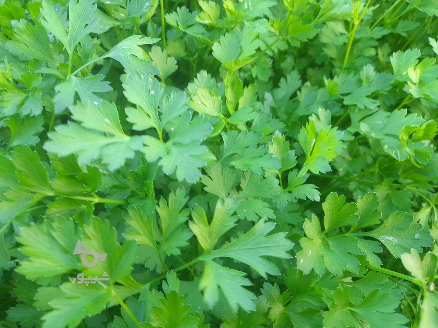 فروش جعفری عالی با قیمت مناسب