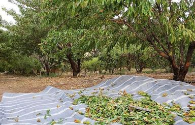 باغ،استان چهارمحال و بختیاری،شهر بن،طرح طوبی