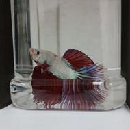 ماهی فایتر هافمون