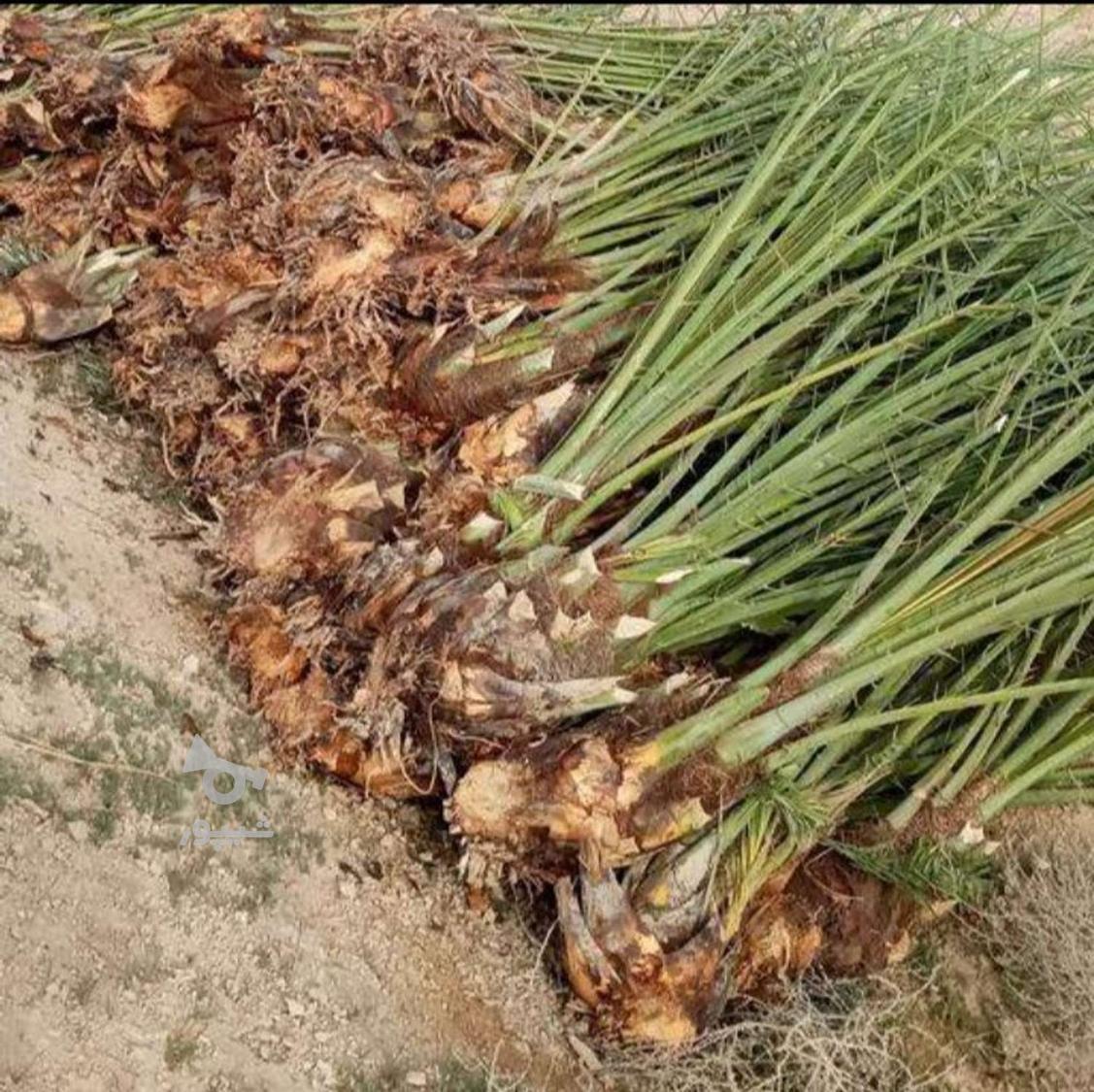 کارگر ساده هستم - undefined