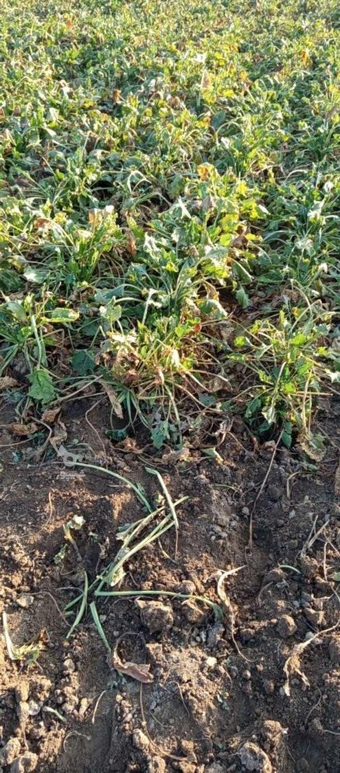 چغندر قند مخصوص ملحم و لبو بدون رگ