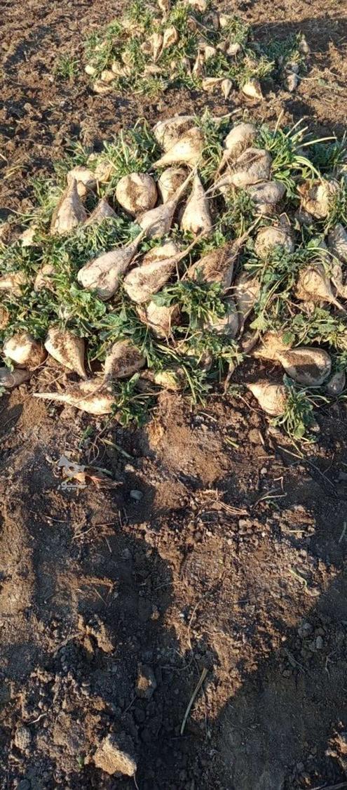 چغندر قند مخصوص ملحم و لبو بدون رگ