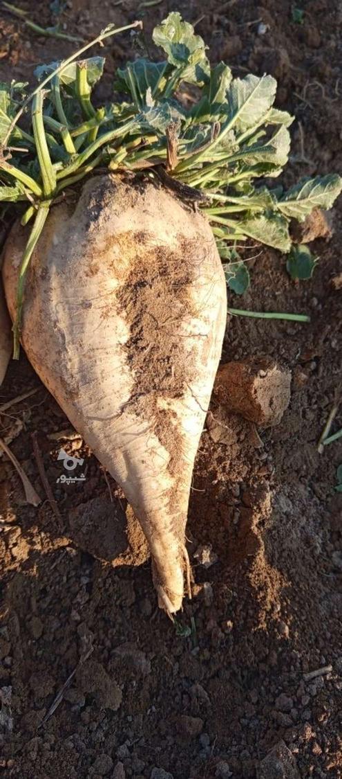 چغندر قند مخصوص ملحم و لبو بدون رگ