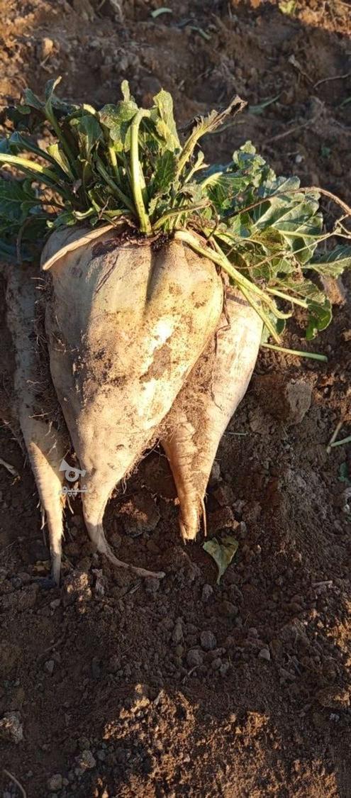 چغندر قند مخصوص ملحم و لبو بدون رگ