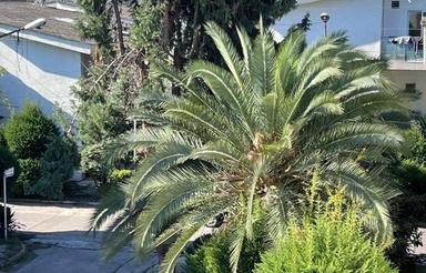 فروش زمین مسکونی 233 متر در امام رضا