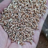 گندم بذر. آبی بهترین