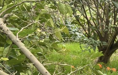 570 متر زمین باغی واقع در جاده نظامی خطیرکلا،بادخیل