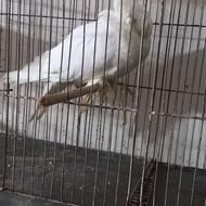 کفتر تزیینی