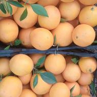 فروش پرتقال