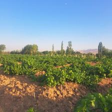 فروش یا معاوضه با باغ کوچکتر ویا زمین و یا خودرو