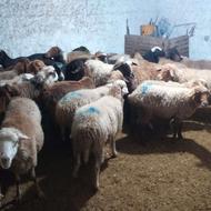 فروش ابستن سنگین شیر کر