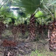 فروش پالم تنه سرخ آناناسی