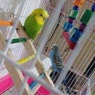 مرغ عشق یک جفت