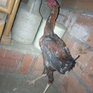 خروس لاری اصیل 5ماه یک ملیون